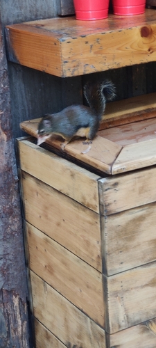 Douglas's Squirrel observed by zkyle1337