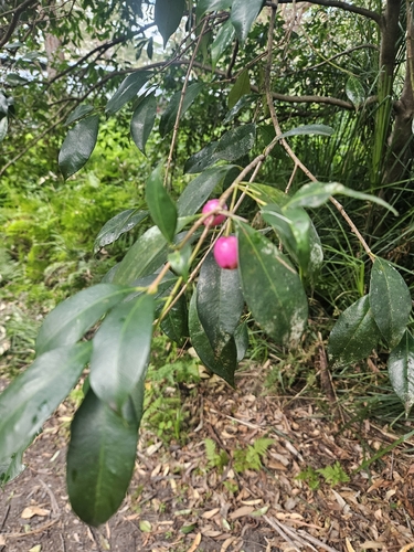 Foto de Jambo carmesim