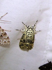 Lichnoptera