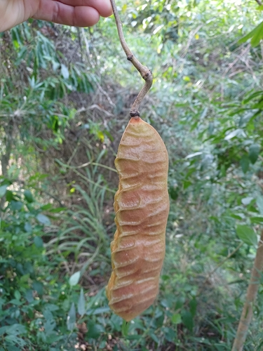 Mucuna urens, photograph 6
