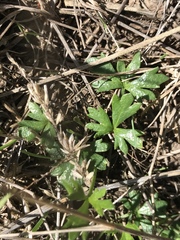 Ranunculus amphitrichus