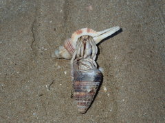 Cymatiidae