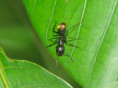 Camponotus chrysurus
