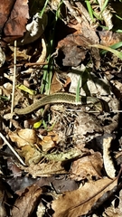 Oligosoma kokowai