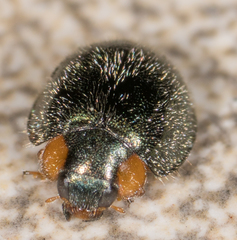 Exochomus metallicus
