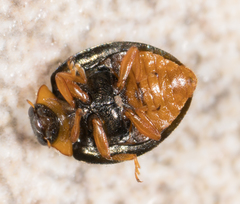 Exochomus metallicus