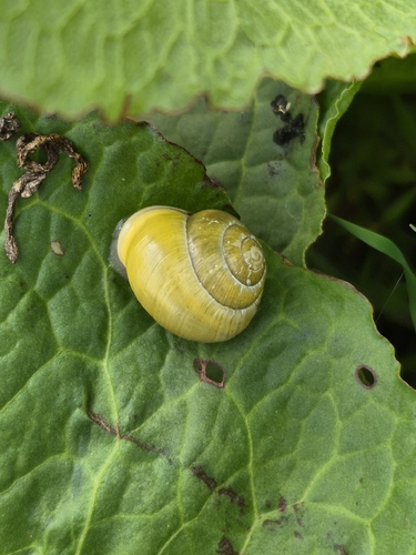 Cepaea hortensis
