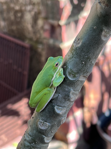 Green Treefrog observed by rose_m_caballero