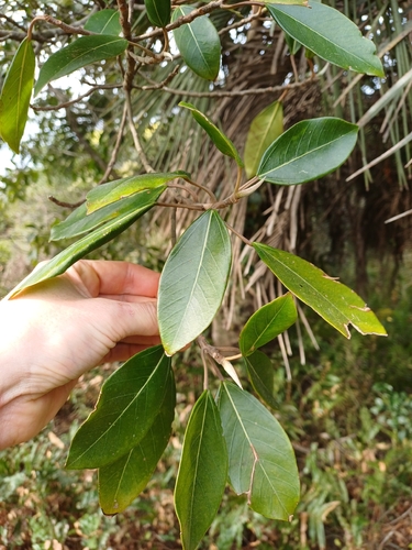 Coussapoa microcarpa, photograph 2