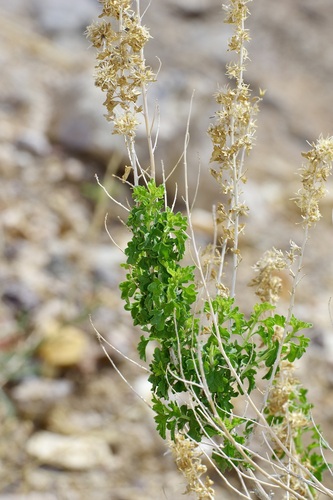 Brickellia laciniata, photograph 3