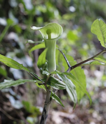 Arisaema yamatense iNat (1)