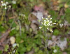 Arabis hirsuta