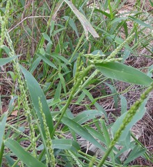 Urochloa texana