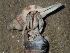 Coenobita variabilis