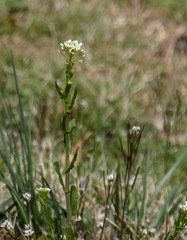 Arabis hirsuta