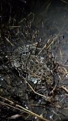 Lithobates areolatus circulosus