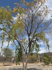 Platymiscium pinnatum