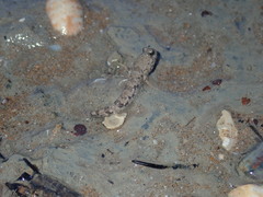 Takita's Mudskipper photo 5