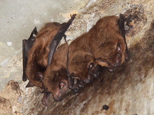 Big Brown Bat observed by ptcrawford
