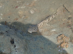 Takita's Mudskipper photo 3