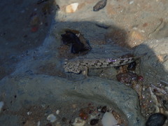 Takita's Mudskipper photo 4