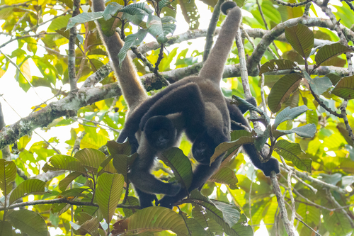 Poeppig's Woolly Monkey (Subspecies Lagothrix lagothricha poeppigii) ·  iNaturalist Guatemala