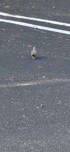 Common Ground Dove observed by brandon-young
