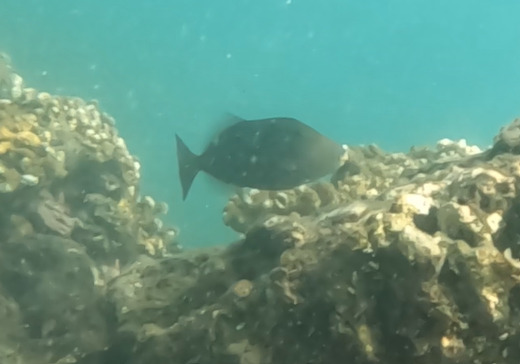 Photo of Orange-sided triggerfish (Sufflamen verres)