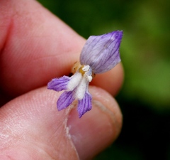 Phelipanche nana