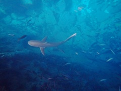 Carcharhinus galapagensis