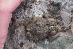 Anaxyrus boreas