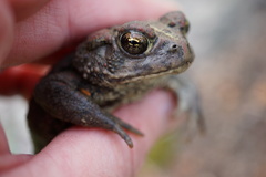 Anaxyrus boreas