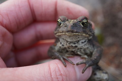 Anaxyrus boreas
