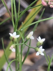 Platysace heterophylla