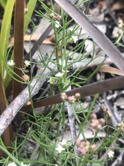 Platysace heterophylla