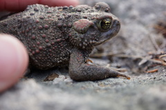 Anaxyrus boreas
