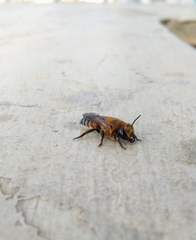 Megachile lanata