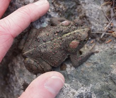 Anaxyrus boreas