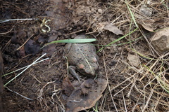 Anaxyrus boreas