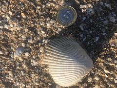 Dallocardia delicatula