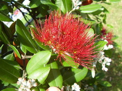 Metrosideros kermadecensis