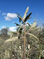 Frangula californica tomentella