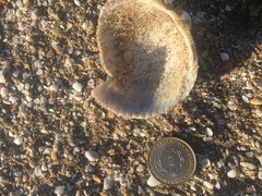 Dallocardia delicatula