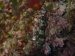 Chironemus marmoratus