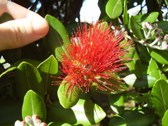 Metrosideros kermadecensis