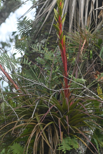 Tillandsia rodrigueziana, photograph 2