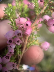 Erica tenella