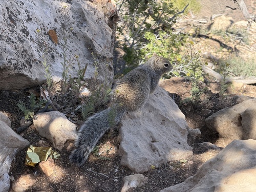 Rock Squirrel observed by katrina_springs