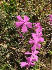 Phlox nivalis