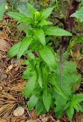 Saponaria officinalis